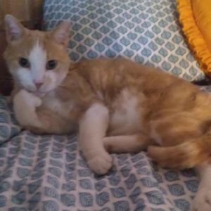 Lost Cat Mr. Cat (Mister)