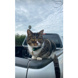 Image of Hope, Lost Cat