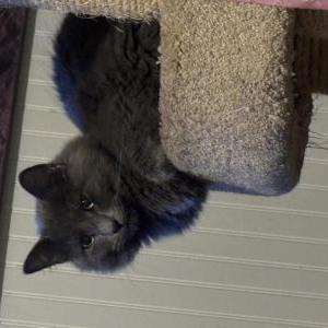 Lost Cat Chucky