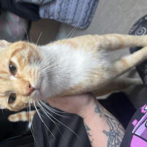 Found Cat Unknown