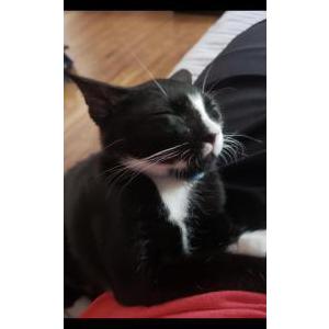 Lost Cat picasso