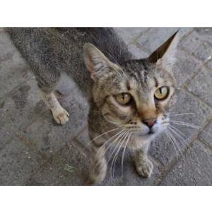 Lost Cat Bandit