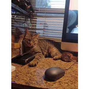Lost Cat Piper
