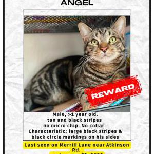 Image of Angel, Lost Cat