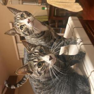 Lost Cat Zuko and Hugo