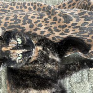 Lost Cat Pablo