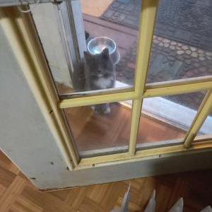 Found Cat I named Expresso