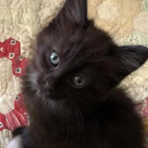 Lost Cat Zeus