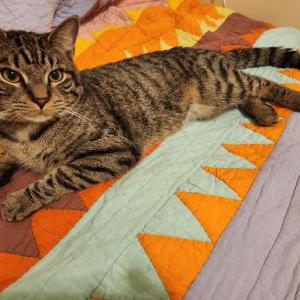Found Cat unknown