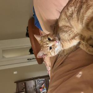 Found Cat unknown