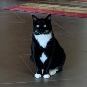 Image of Magic, Lost Cat