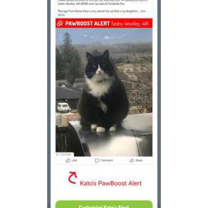Lost Cat Kato