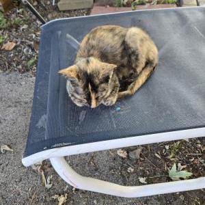 Lost Cat Taco