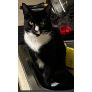 Lost Cat Penny