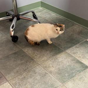 Found Cat Unknown