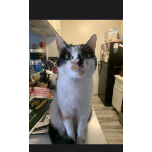 Lost Cat Bella