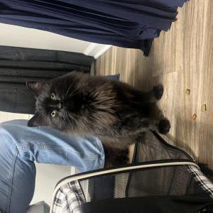 Found Cat unknown