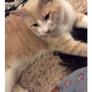 Lost Cat Garfield