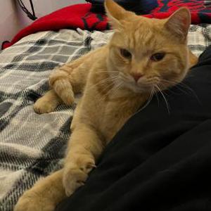 Lost Cat Frank