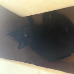 Image of Unknown, Found Cat
