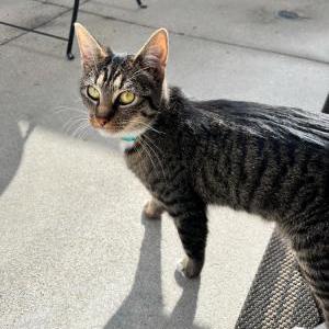Found Cat Unknown