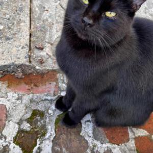 Image of Cooper, Lost Cat