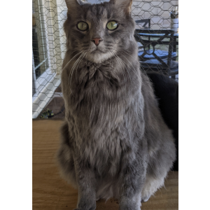 Lost Cat Frankie
