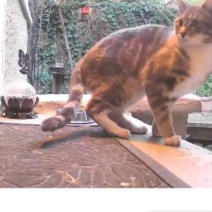 Found Cat Unknown