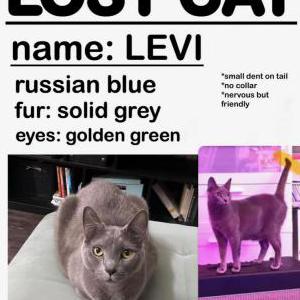 Lost Cat Levi