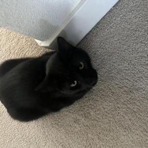 Lost Cat Diesel