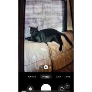 Lost Cat Niko