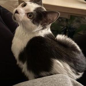 Found Cat Unknown