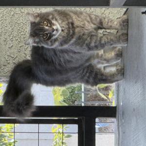 Found Cat Unknown