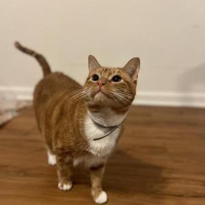 Lost Cat Squanchy