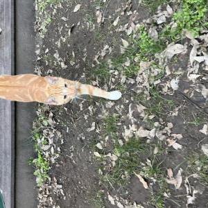 Found Cat Unknown