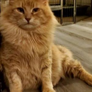 Lost Cat Mufasa