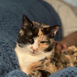 Lost Cat Shirley