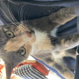 Image of Ava, Lost Cat