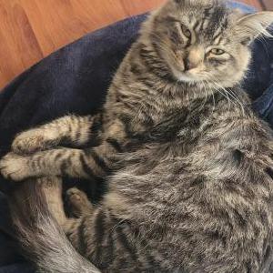 Lost Cat Binx