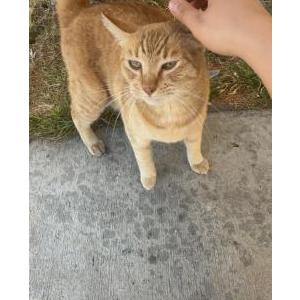 Lost Cat Pupus