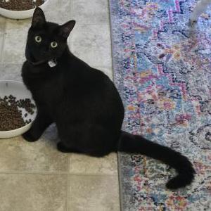 Image of Spidey, Lost Cat