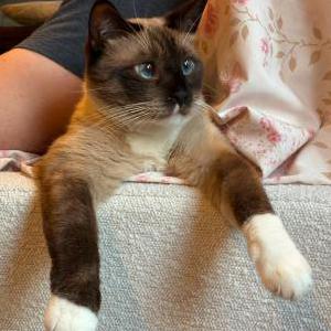 Lost Cat Luca
