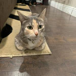 Lost Cat Lily