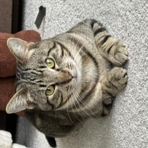 Lost Cat Sniffles