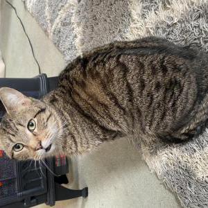 Lost Cat Goose