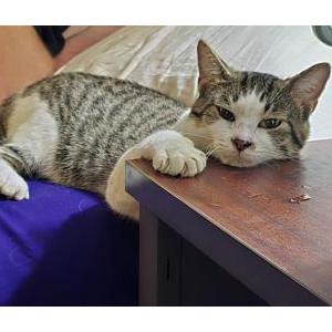 Lost Cat Chachi