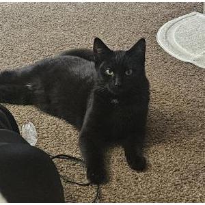 Lost Cat Monty