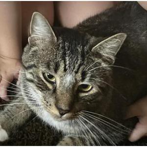 Lost Cat Kai