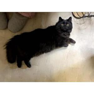 Image of Rere, Lost Cat