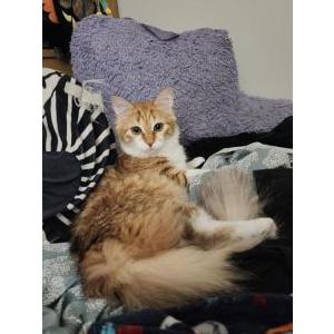 Lost Cat Anteros-aka Squirrel